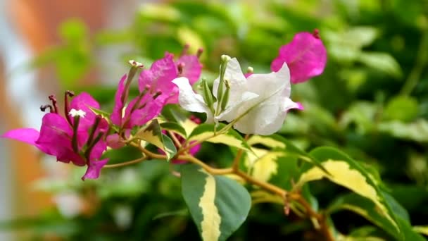 紙の花やブーゲンビリアは人気の観賞用植物です その美しさは 鮮やかな色の花の鞘から来ており それが緑豊かな成長するので注目を集めます — ストック動画