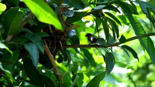 Les Moineaux Perchent Sur Arbre Devant Leurs Nids — Video