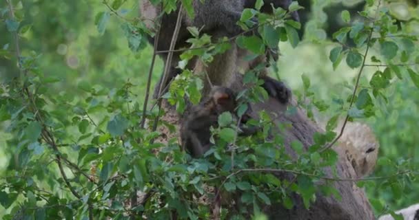 Manyara Gölü Babun Bebek Şubesinden Atlıyor — Stok video