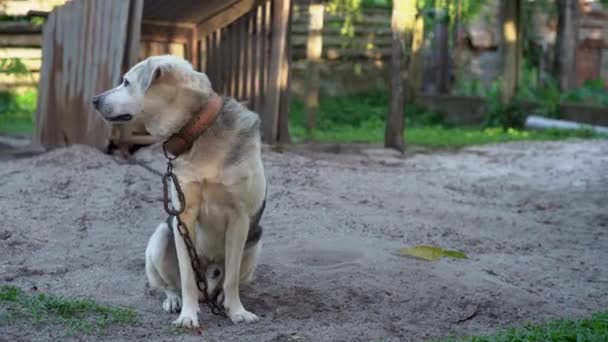 Собака Поводке Сидит Заднем Дворе Солнечный День — стоковое видео