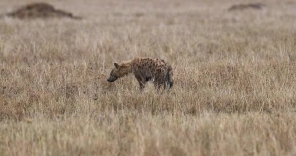 Serengeti Spotted Hyena Kijkt Vanaf Grond Naar Camera — Stockvideo