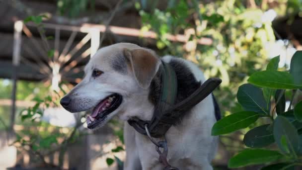 在阳光明媚的日子里 狗站在后院的皮带上 特写特写 — 图库视频影像