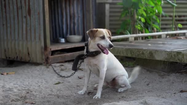 Hunden Sad Udenfor Kennel Snor Baghaven Logrende Hale – Stock-video