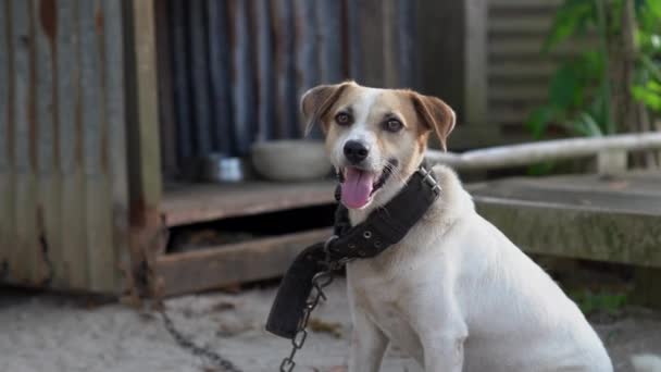 犬はカメラを見て裏庭を見ながらケネルの外に座って — ストック動画