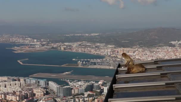 Two Monkeys Resting Rock Gibraltar Roof Daytime — Stock Video