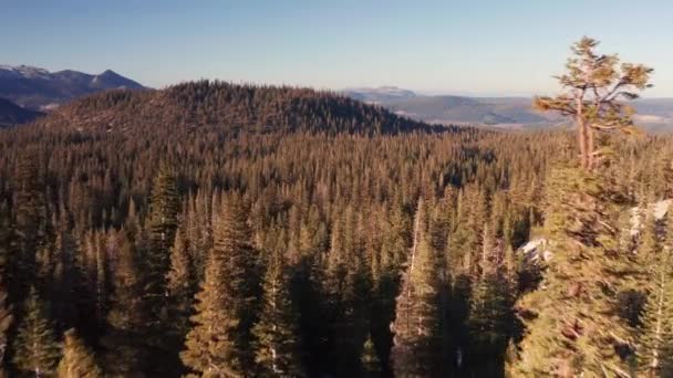 Aerial Drone Vuela Través Árboles Bosque Con Montañas Mammoth Lakes — Vídeos de Stock