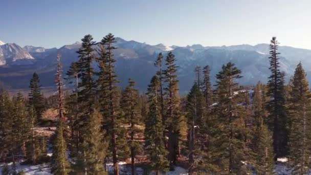 Aerial Drone Fly Trees Forest Mountains Mammoth Lakes California Usa — Stock Video