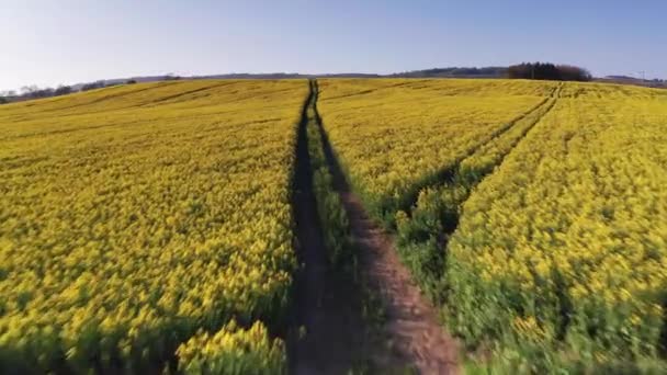 Aerial Drone Low Flyover Tracks Canola Rapeseed Fields Peak District — Stock Video