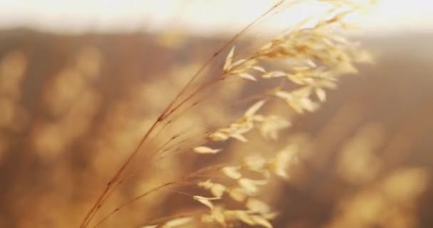 Ухо Пшеницы Машет Ветру Восходе Солнца Золотой Час — стоковое видео