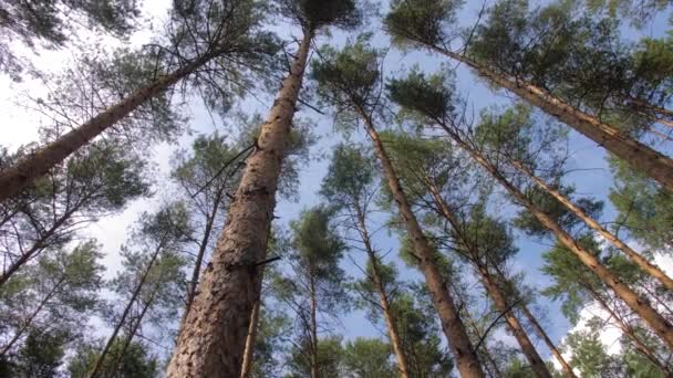 Pădure Poloneză Timpul Verii Pădurea Poloneză Vederea Verii Coroanelor Copacilor — Videoclip de stoc