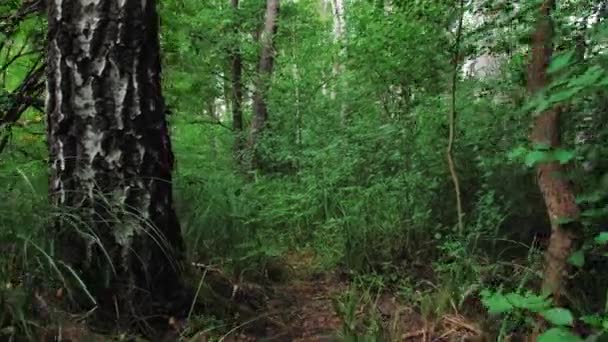ポーランドの森 緑のポリッシュフォレスト 森の中のポーランドの夏 — ストック動画