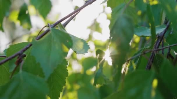 太陽が木の枝を通して輝く 森の中のポーランドの夏 — ストック動画