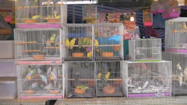 Parrots Cages Market Thailand — Stock Video