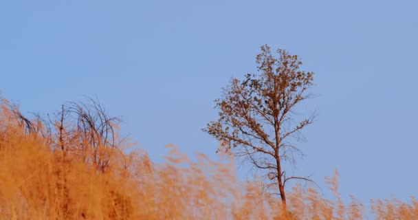 Μοναχικό Δέντρο Κίτρινο Σανό Που Κυματίζει Στον Άνεμο Και Στον — Αρχείο Βίντεο