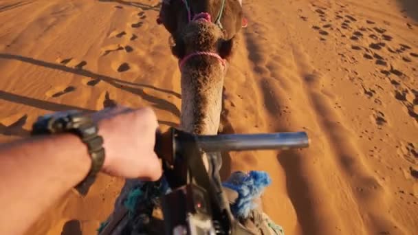 Monter Chameau Maroc Sahara Maroc — Video