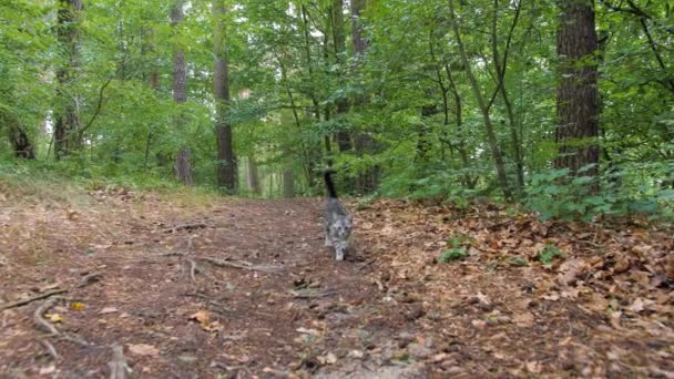 森の中を歩く猫 — ストック動画