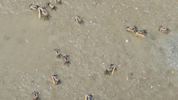 Des Crabes Dans Boue Crabes Thaïlande — Video