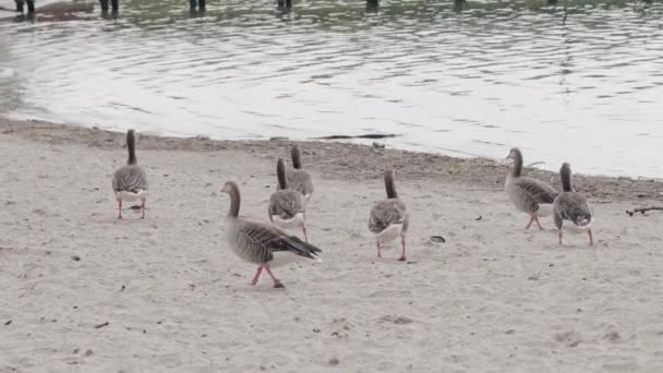 Gansos Polacos Margem Lago — Vídeo de Stock