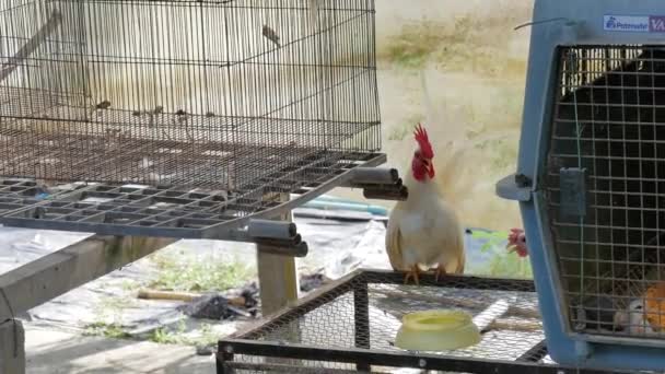 公鸡正坐在笼子上 — 图库视频影像