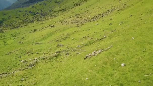 Vista Aérea Superior Cabras Montanha Que Viajam Através Das Montanhas — Vídeo de Stock