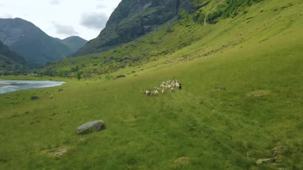 山を駆け抜ける野生のヤギの群れ 一部曇りの日にヤギの群れに続く空中の景色 ノルウェー — ストック動画