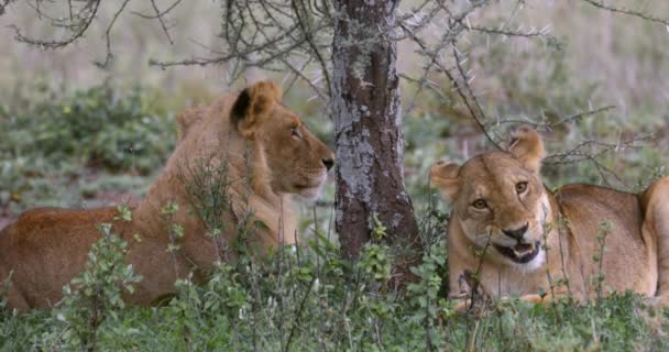 塞伦盖蒂狮子在相思树下吃肉 — 图库视频影像