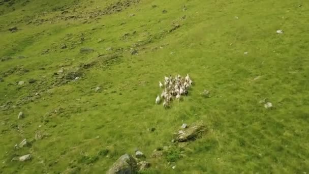 Imagens Drones Sobrevoar Uma Manada Cabras Selvagens Close Cabras Correndo — Vídeo de Stock
