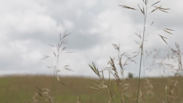 在农场广大地区生长的野生草 — 图库视频影像
