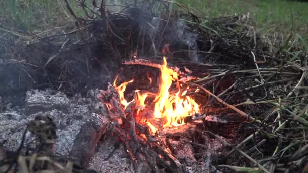 Zanikający Ogień Resztkami Popiołu Spaleniu Suchych Lasów Liści Słomy Podczas — Wideo stockowe