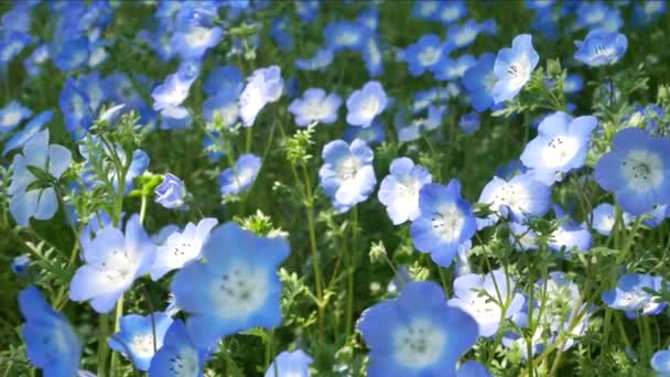 Field Blue Nemophila Flower Kék Tavaszi Virág Hibiya Park Garden — Stock videók