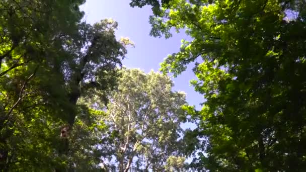 公園の木の下を歩く — ストック動画