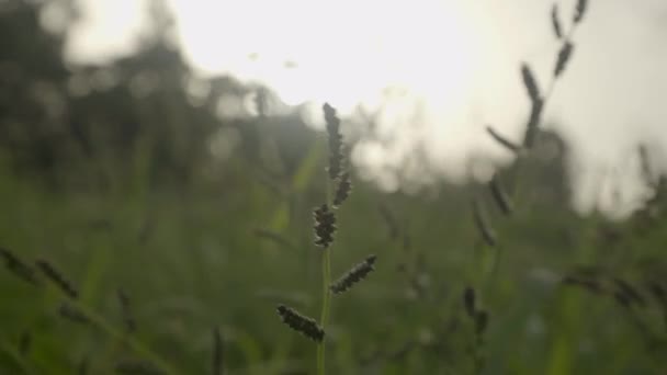 Grand Blé Herbe Soufflant Dans Vent Fort Gros Plan — Video