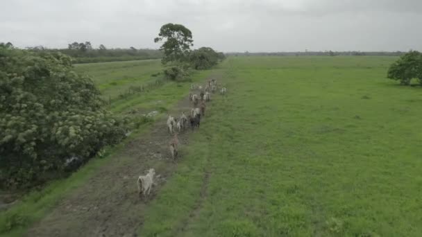Manada Vacas Búfalos Correndo Vasto Pedaço Terra Verde Dia Nublado — Vídeo de Stock