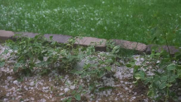 Weer Hagel Vallen Planten Groen Gazon — Stockvideo