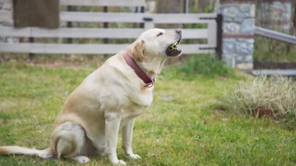 Verspielter Labrador Setzt Sich Ins Gras Und Kaut Einen Ball — Stockvideo