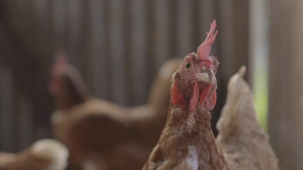 Pollo Granja Cobertizo Curiosamente Mirando Cámara Primer Plano — Vídeos de Stock