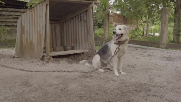 Stor Hund Lænket Udenfor Kennel Baghaven Gispende Ser Kameraet – Stock-video