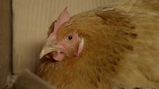 Pollo Sentado Quieto Mirando Cámara Primer Plano Todavía Disparó — Vídeo de stock