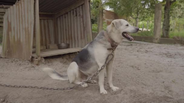 Великий Собака Повідку Сидів Зовні Розплідника Задньому Дворі Крупним Планом — стокове відео