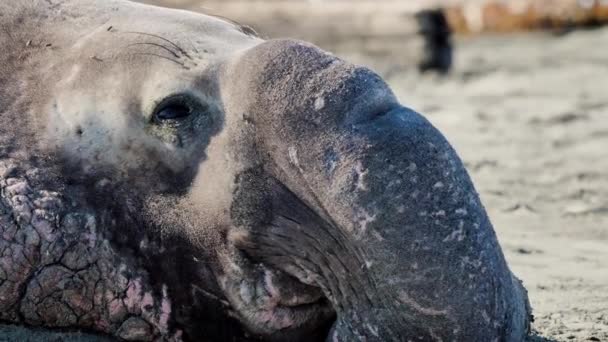 Toro Elefante Settentrionale Foca Poggiata Sulla Spiaggia — Video Stock