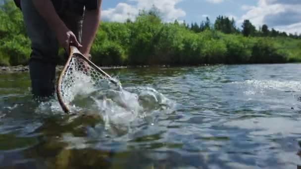 钓到一条鳟鱼后 拿着渔网把它放回河里的人 慢动作的鱼释放出一条美丽的河流 — 图库视频影像