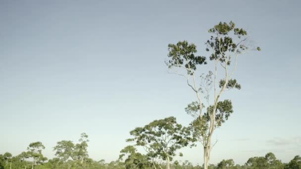 Vista Panorámica Copa Árbol Remota Selva Tropical Surinam Cinemática — Vídeos de Stock