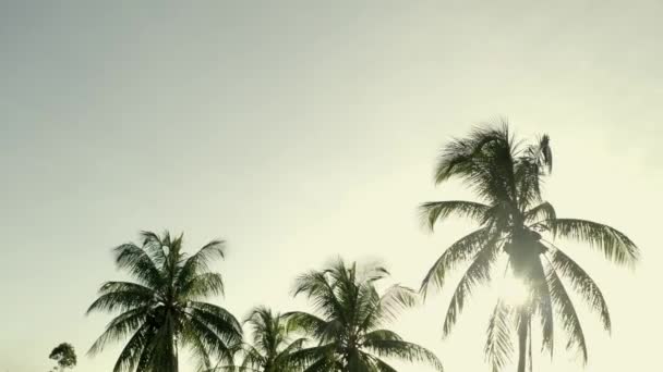 Sonne Flackert Durch Kokospalmen Tropischen Regenwald Sonnenuntergang Kamerafahrt — Stockvideo