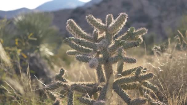 Een Kleine Cactus Met Veel Armen Bergachtige Zuidwestelijke Woestijn — Stockvideo