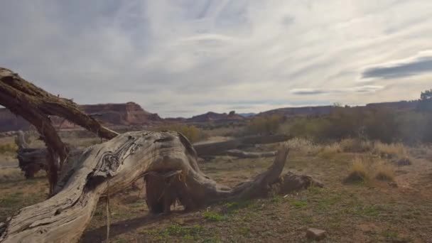 Erguendo Sobre Tronco Torcido Uma Árvore Zimbro Deserto Utah Lado — Vídeo de Stock