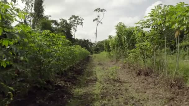Καλλιέργεια Φυτών Cassava Στη Νότια Αμερική Άποψη Χαμηλού Επιπέδου Εδάφους — Αρχείο Βίντεο