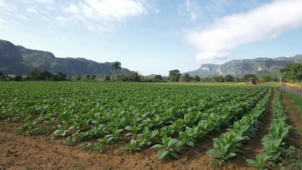 Young Tobacco Field View Tractor Preparing Land — Stock Video