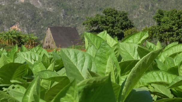 Campo Tabaco Casa Secado — Vídeo de stock