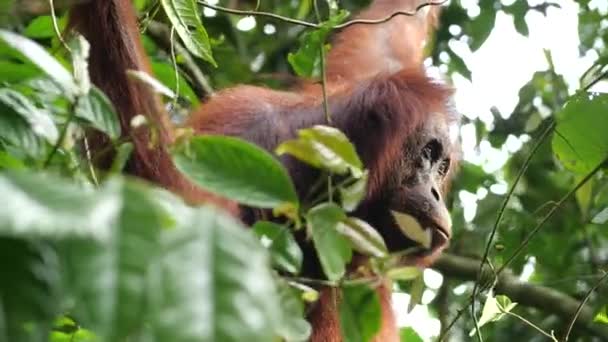 Cichy Dorosły Orangutan Drzewie Rozglądającym Się Wokół Niego — Wideo stockowe