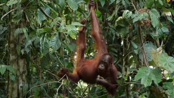 Juvenil Orang Utan Seeks Eat Tree Forest Borneo — Vídeo de stock